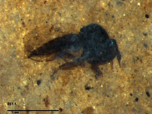 Diptera