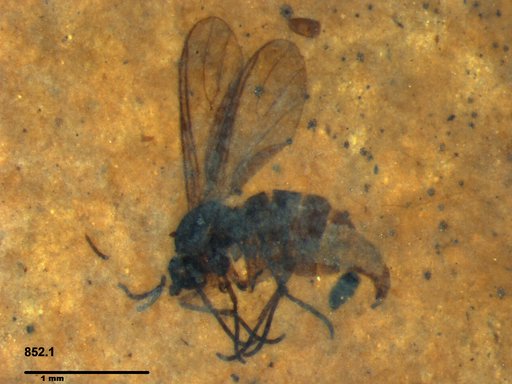 Sciaridae