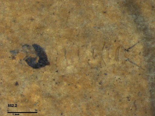 Diptera