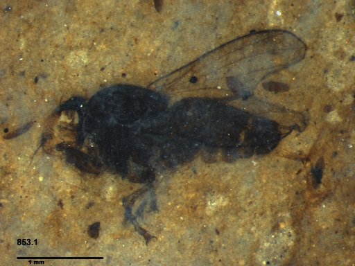 Diptera