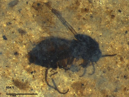 Diptera
