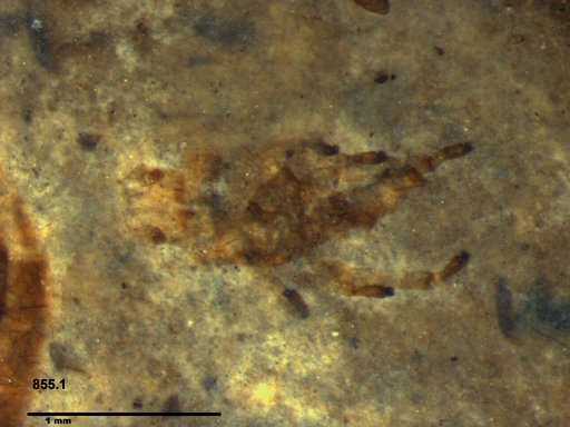Insecta