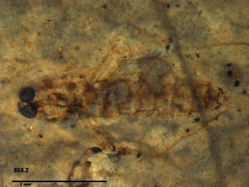 Genus sp