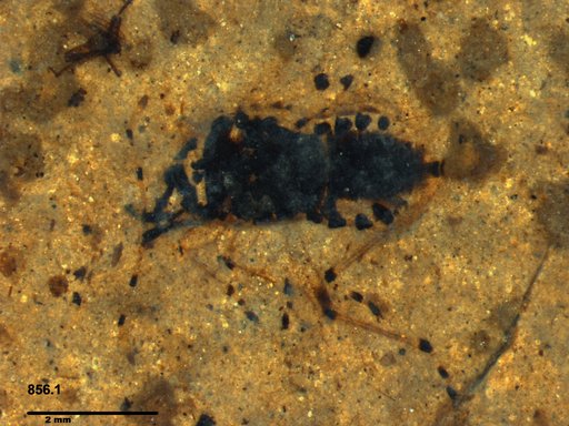 Genus sp