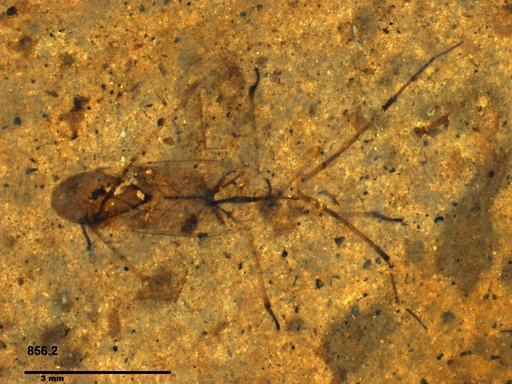Genus sp