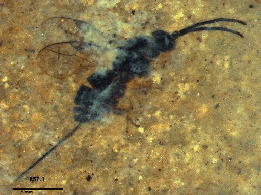 Braconidae