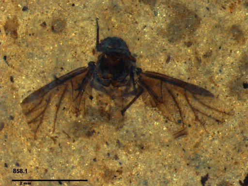 Aphididae
