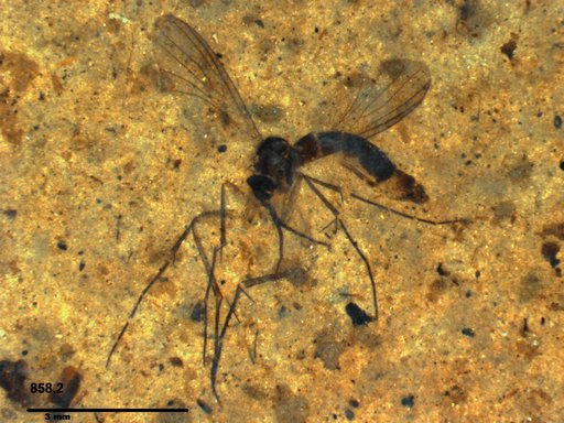 Mycetophilidae