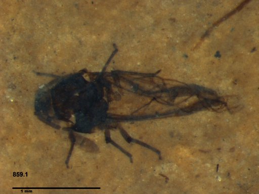 Aphididae