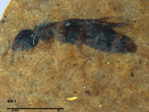 Genus sp