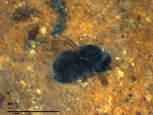 Chalcididae