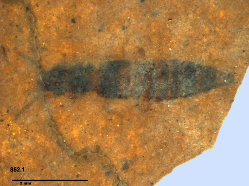 Genus sp