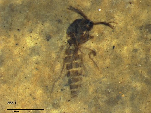 Diptera