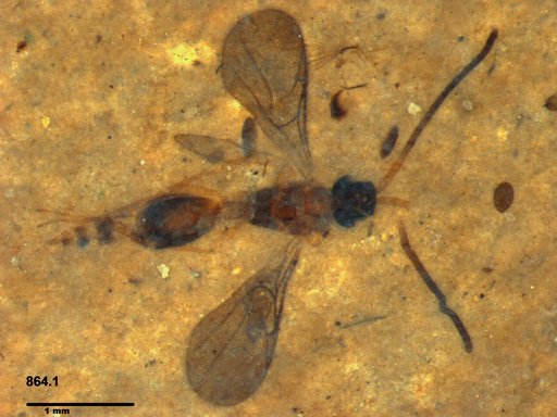 Diapriidae