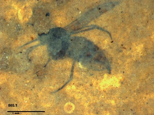 Diptera