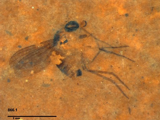 Diptera