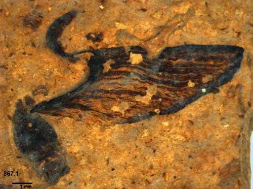 Tracheophyta