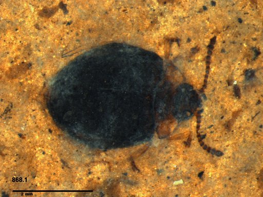 Chrysomelidae