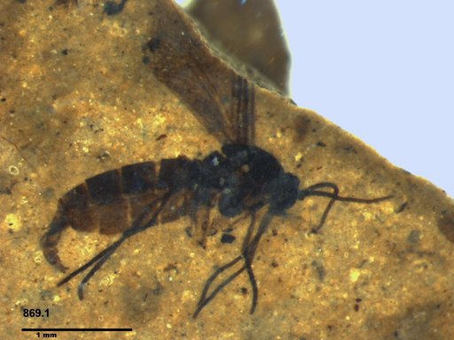 Sciaridae