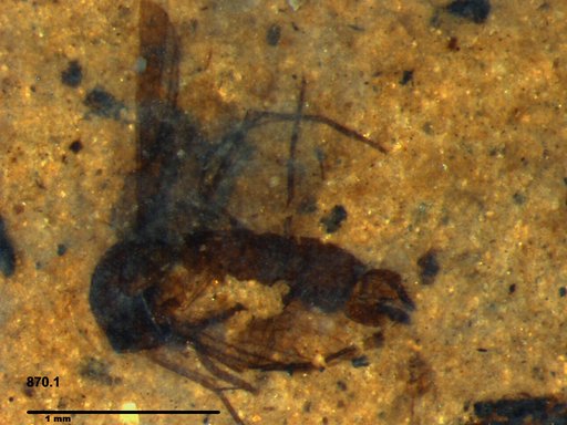 Mycetophilidae