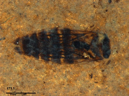 Corixidae