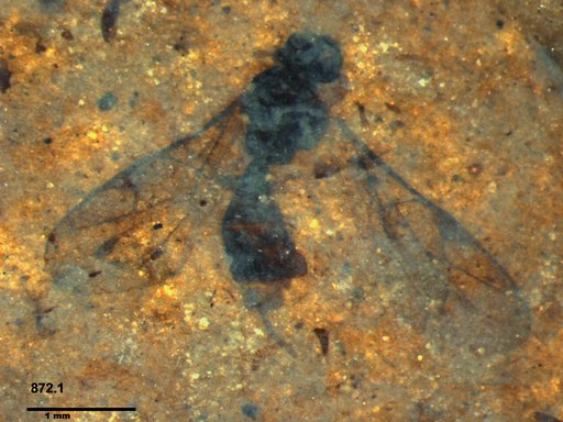 Braconidae