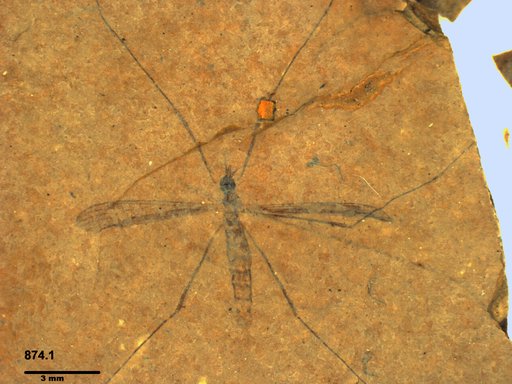 Diptera