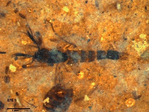 Genus sp