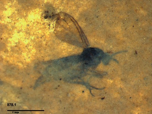 Sciaridae