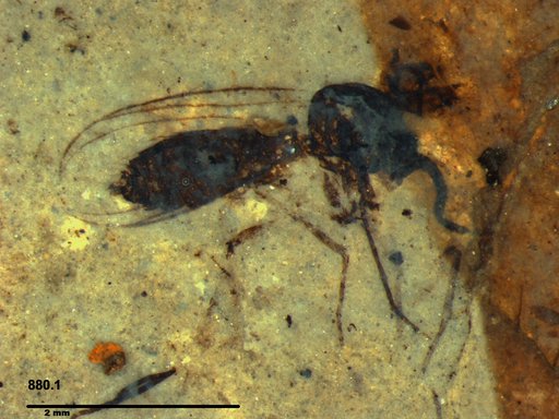 Diptera