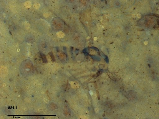 Chaoboridae