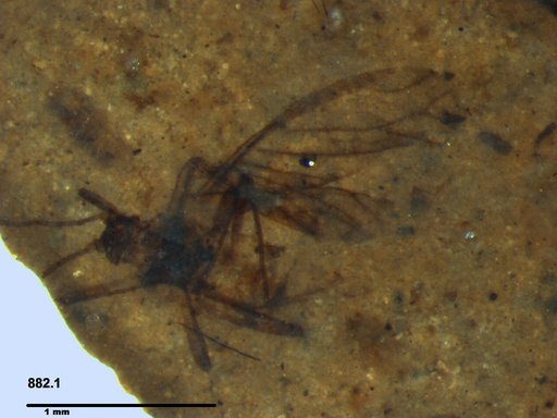 Aphididae