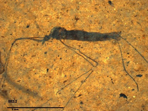 Diptera