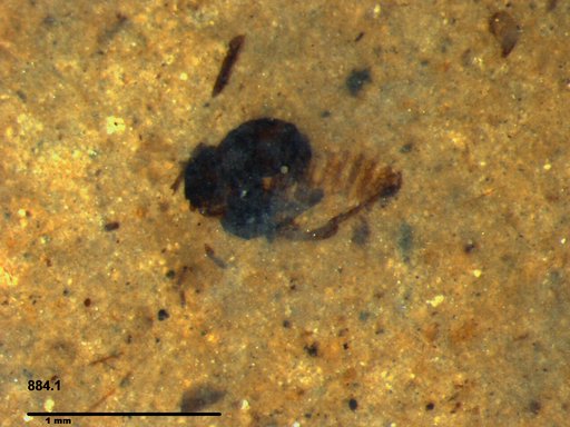 Diptera