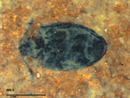 Chrysomelidae