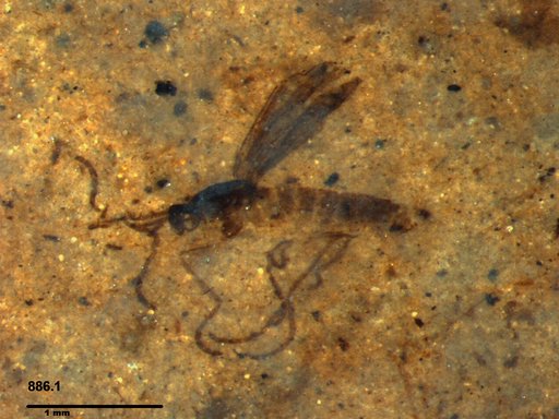 Diptera