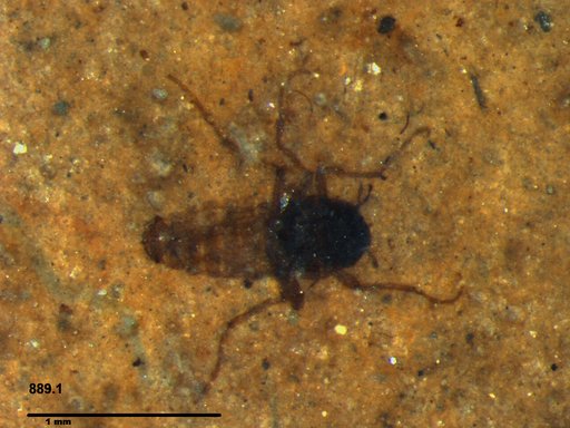 Diptera
