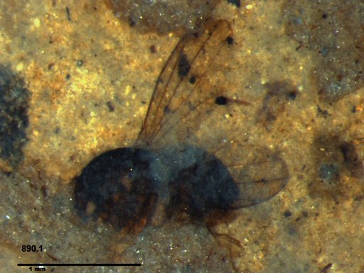 Diptera