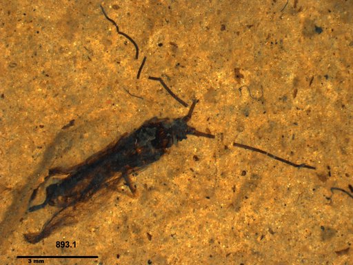 Genus sp