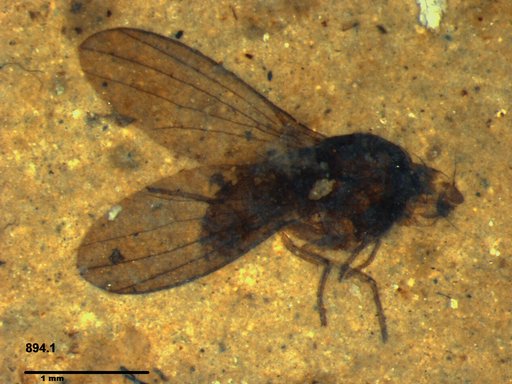 Diptera