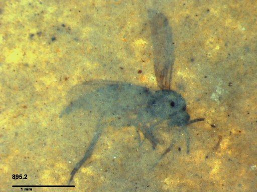 Sciaridae