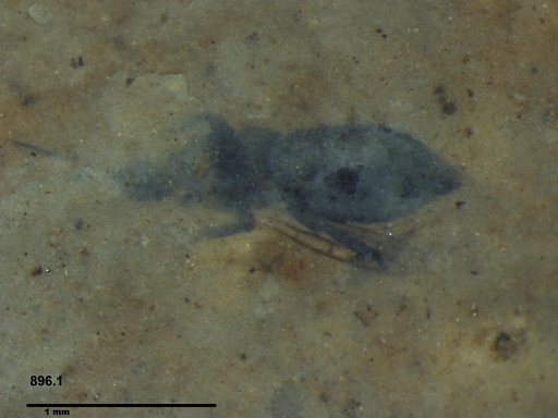 Genus sp