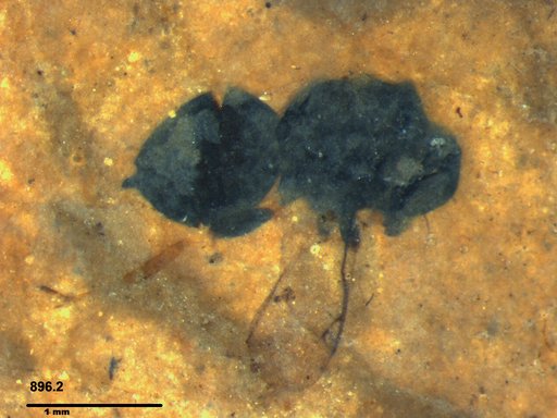 Genus sp