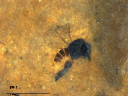 Genus sp