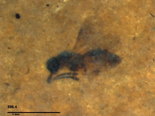 Megaspilidae