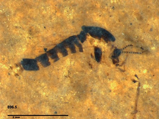 Chaoboridae