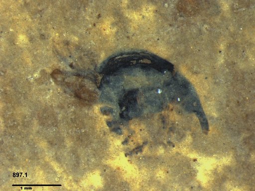 Genus sp