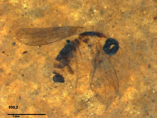 Diptera