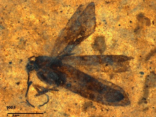 Genus sp