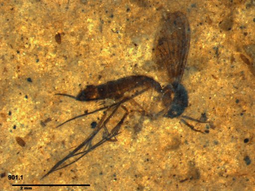Mycetophilidae